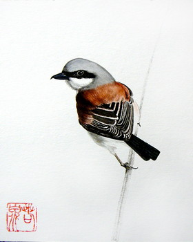 Vogel Serie (2) [verkauft] — 16x20cm Aquarell auf Papier 2011