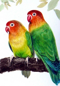 Papageien — 10x15cm Tinte, Aquarell auf Papier 2010
