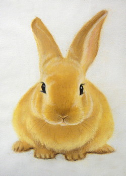 Kaninchen — 13x17cm Pastell auf Papier 2011