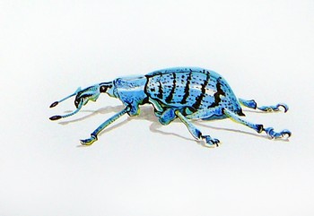 Blauer Käfer [verkauft] — 14x10cm Tinte, Aquarell auf Papier 2010