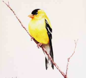 Gelber Vogel — 15x14cm Aquarell auf Papier 2012