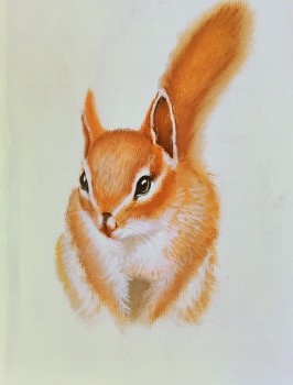 Eichhörnchen — 19x25cm Pastell auf Papier 2012