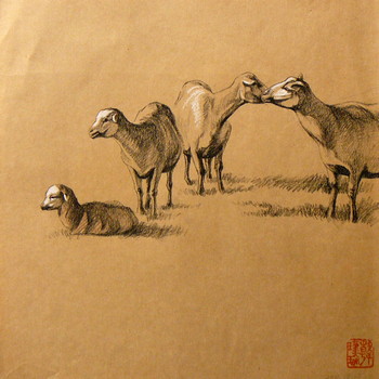 Mufflon Serie (1) — 26x26cm Kohle auf Kraftpapier 2011