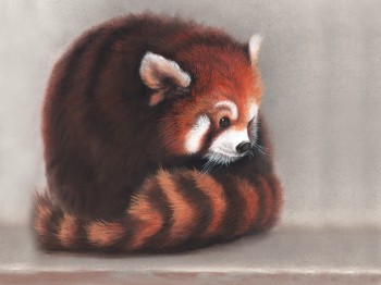 Kleiner Panda — 40x30cm Pastell auf Papier 2016