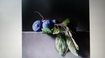 Frische Pflaumen — 30x30cm Öl auf Leinwand 2017