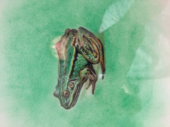 Frosch — 19x27cm Buntstift auf Papier 2016