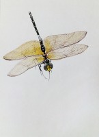 Libelle — 10x15cm Tinte auf Papier 2016