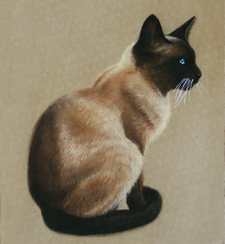 Katzen Skizze [verkauft] — 25x27cm Pastell auf Kraftpapier 2012