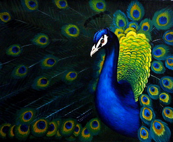 Pfau — 48x39cm Öl auf Leinwand 2011