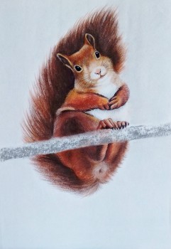 Eichhörnchen — 20x29cm Buntstift auf Papier 2016