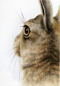 Hase [verkauft] — 10x15cm Tinte, Aquarell auf Papier 2010