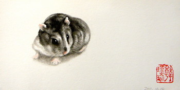 Hamster Serie (1) — 20x10cm Kohle, Pastell auf Papier 2011