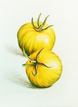 Gelbe Tomaten — 15x18cm Buntstift auf Papier 2016
