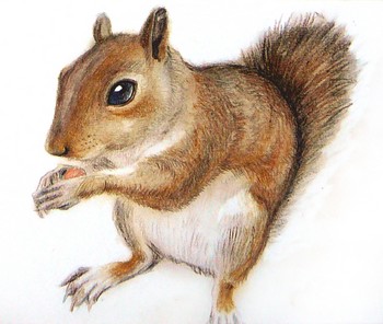 Eichhörnchen — 21x15cm Pastell auf Papier 2010
