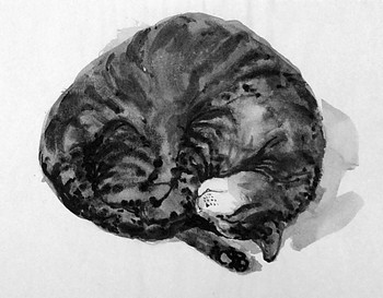 Katze, eingerollt — 21x15cm Tinte auf Papier 2010