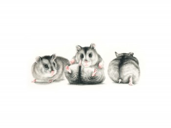 Drei Hamster — 40x30cm Kohle auf Papier 2016