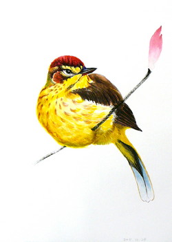 Vogel Serie (4) [verkauft] — 15x21cm Aquarell auf Papier 2011