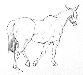 Skizze vom Pferd (3) — 21x15cm Tinte auf Papier 2010