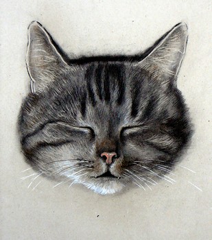 Schlafende Katze (2) [verkauft] — 35x49cm Kohle auf Kraftpapier 2010