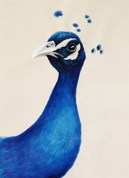 Pfau — 17x22cm Aquarell auf Papier 2011