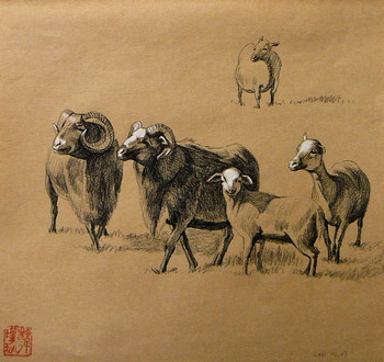 Mufflon Serie (2) — 26x26cm Kohle auf Kraftpapier 2011
