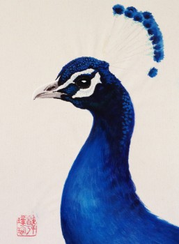 Pfau — 17x22cm Aquarell auf Papier 2011