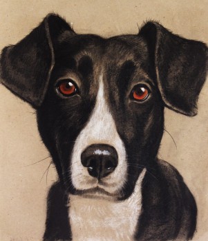 Hundekopf — 29x34cm Kohle auf Kraftpapier 2011