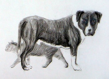 Hund & Katze — 21x15cm Kohle auf Papier 2010
