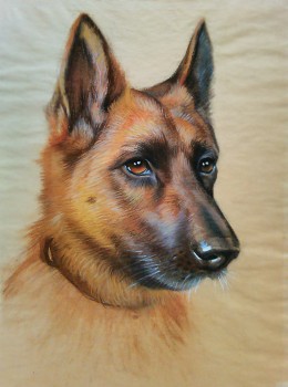 Schäferhund — 29x39cm Pastell auf Papier 2013