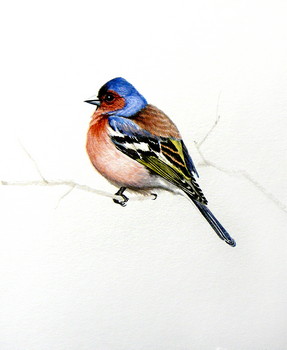 Vogel Serie (1) [verkauft] — 16x20cm Aquarell auf Papier 2011