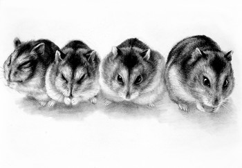 Hamster Serie (1) [verkauft] — 29x21cm Kohle auf Papier 2010